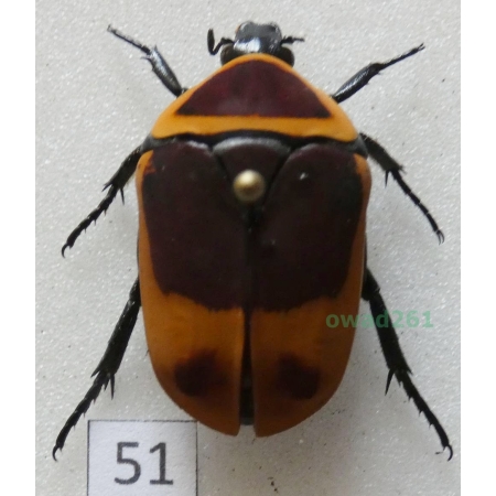 Pachnoda marginata peregrina Kolbe, 1906 ex. ovo Czad51
